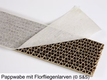 Florfliegenlarven 150 Stück (separater Versand)