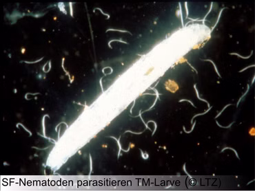 SF Nematoden 12 Mio (separater Versand)