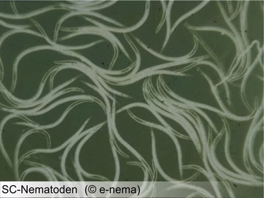SC Nematoden 12 Mio (separater Versand)