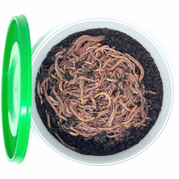 Superwurm Futterwurm-Mix 250g (ca.300 St.)