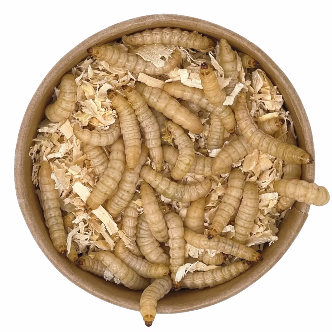 30-40-Bienenmaden-oben.jpg