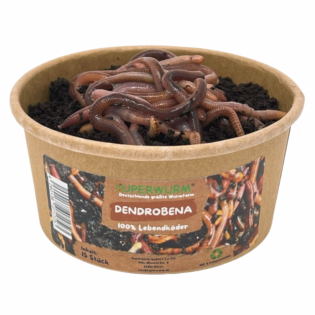 15-Dendro-Front.jpg