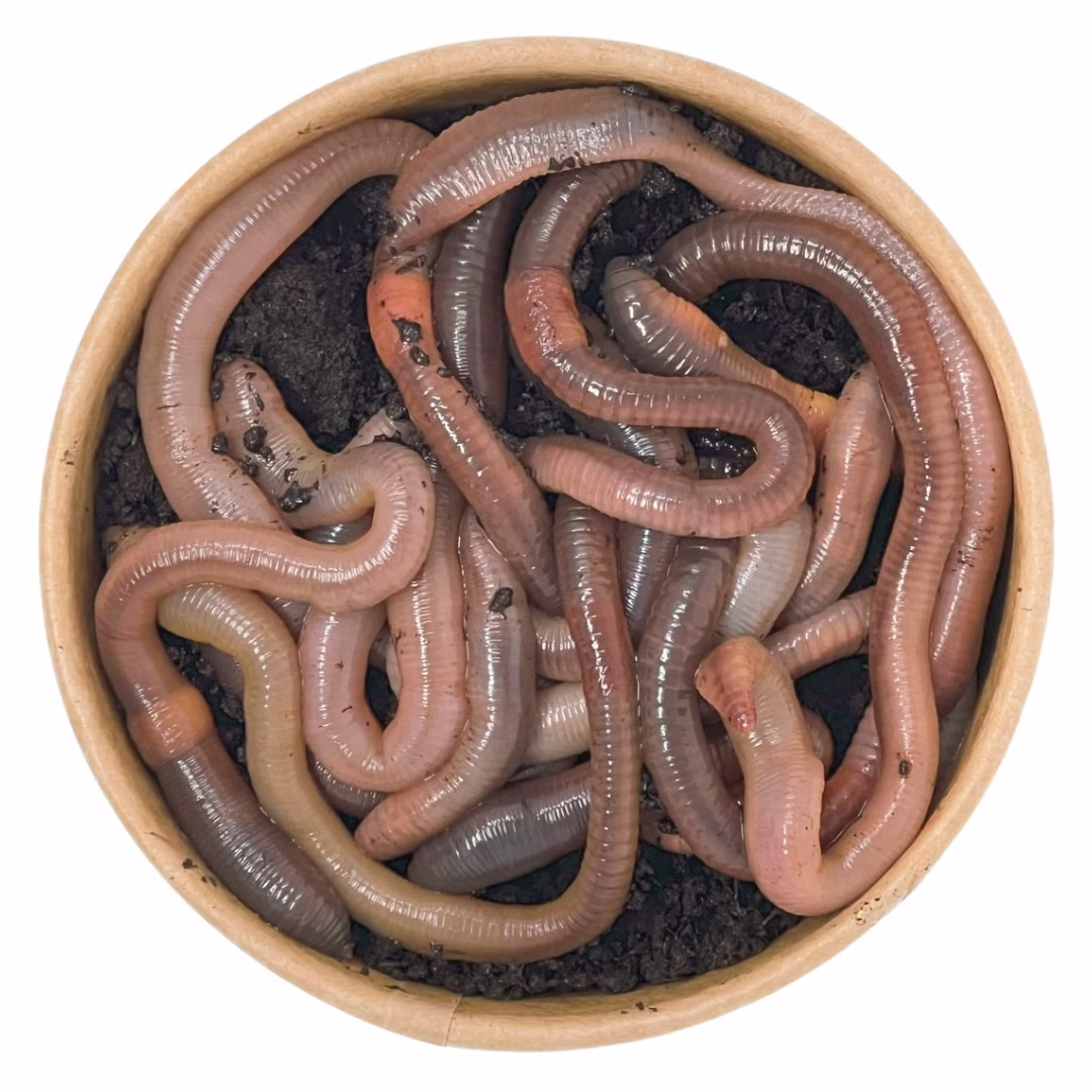 10-Tau-oben.jpg