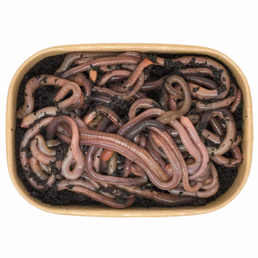 50-Tau-oben.jpg