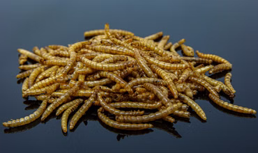 5 Kg getrocknete Mehlwürmer - Insekten getrocknet - Futter Snack für Hühner, Küken, Hamster, Fische, Wildvögel, Igel, Wachtel - Ideales Igelfutter, Vogelfutter