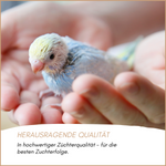 03-herkunft.png