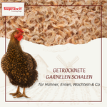 getrocknete-garnelen-01.png