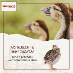 getrocknete-garnelen-02_1.png getrocknete-garnelen-02_1.png