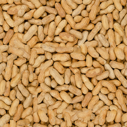 erdnusskerne-i-schale-quadr.png erdnusskerne-i-schale-quadr.png