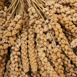 kolbenhirse-gelb-quadr.png