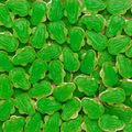 Haribo Quaxi, Frösche, Schaumzucker, Fruchtgummi, Kilo-Ware 3kg Bild 2