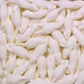 Haribo Weiße Mäuse Kilo-Ware 3kg, Schaumzucker Bild 2
