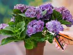 Gartenschere Blumenschere mit Sicherheitsschloss 16 cm im Garten