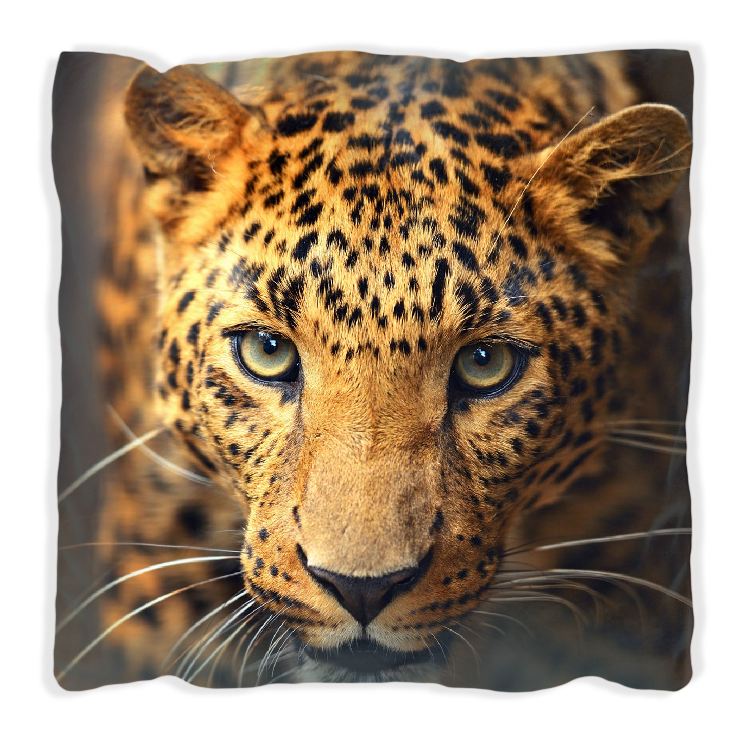 Kissen Leopard in Nahaufnahme beim Laufen