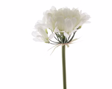 Blume Seidenblume Lilie Schmucklilie weiß 60 cm
