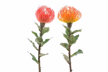 Kunst-Leucospermum 2-fach sortiert