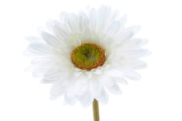 Blume Seidenblume Gerbera Kunstblume Dekoblume weiß 50 cm Stück