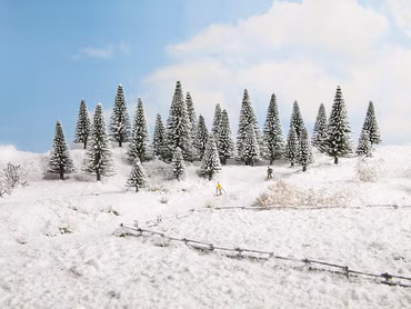 Noch 26828 Schneetannen
