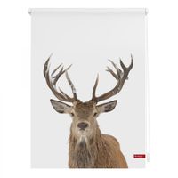 Rollo Klemmfix, ohne Bohren, blickdicht, Hirsch - Weiß Braun, 80 x 150 cm (B x L)