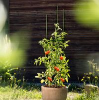 Tomaten-Rankturm 150x30 cm