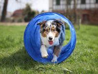 Lemodo Tunnel für Hundesport, 50x300 cm