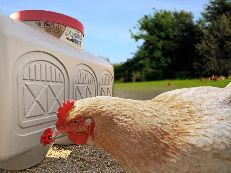 EZ Chicken Home Tränkeautomat OverEZ Chicken Coops 45 liter