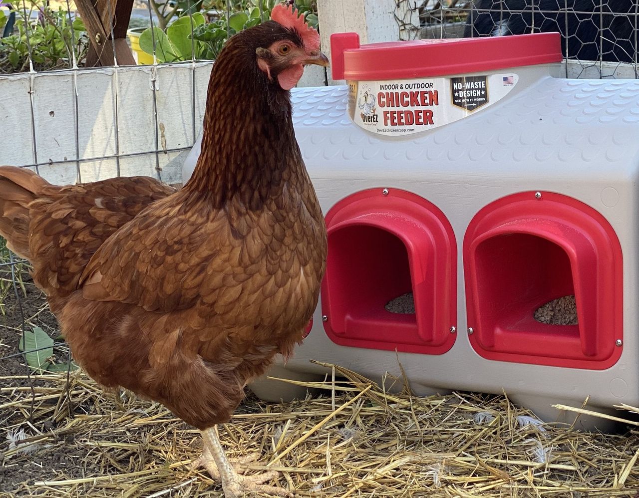 EZ Chicken Home Futterautomat OverEZ Chicken Coop für 20 kg Futter