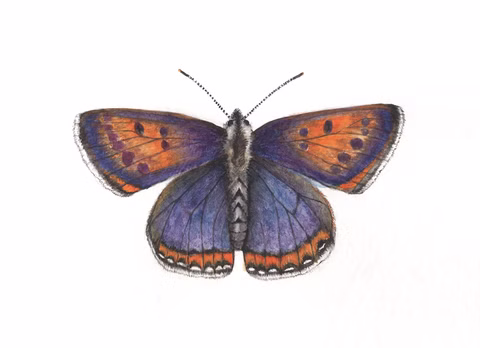Butterflies postcard set, 4 pcs.
