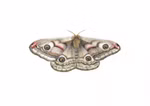 Butterflies postcard set, 4 pcs. Butterflies postcard set, 4 pcs.