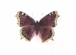 Butterflies postcard set, 4 pcs. Butterflies postcard set, 4 pcs.