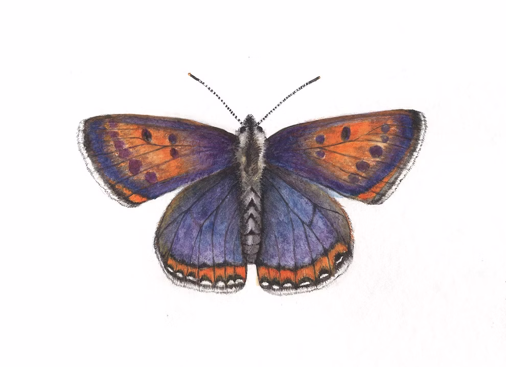 Butterflies postcard set, 4 pcs. Butterflies postcard set, 4 pcs.