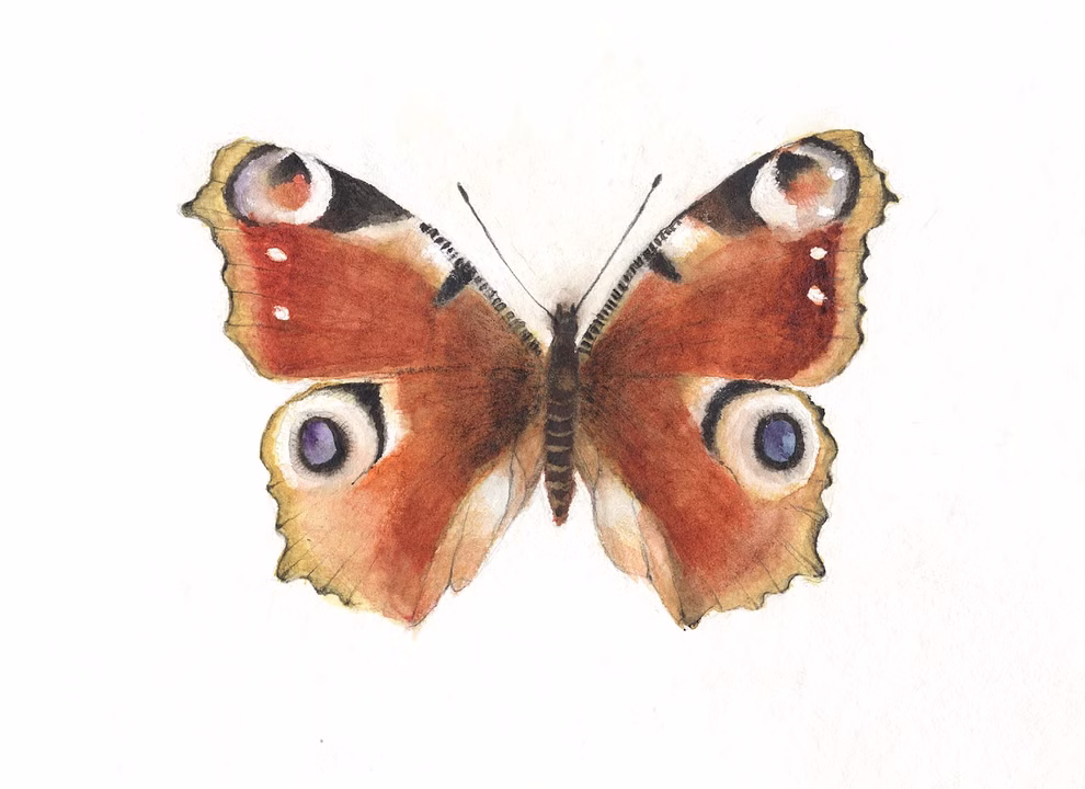 Butterflies postcard set, 4 pcs. Butterflies postcard set, 4 pcs.
