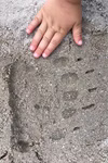 Kraul Mal- und Bastelschablone für Tierspuren 6 Stück _34325 Eine Kinderhand liegt neben einem Handabdruck im Sand und unterstreicht ihre Ähnlichkeit - perfekt um solche Momente mit den Kraul Mal- und Bastelschablonen für Tierspuren (6 Stück) nachzustellen.