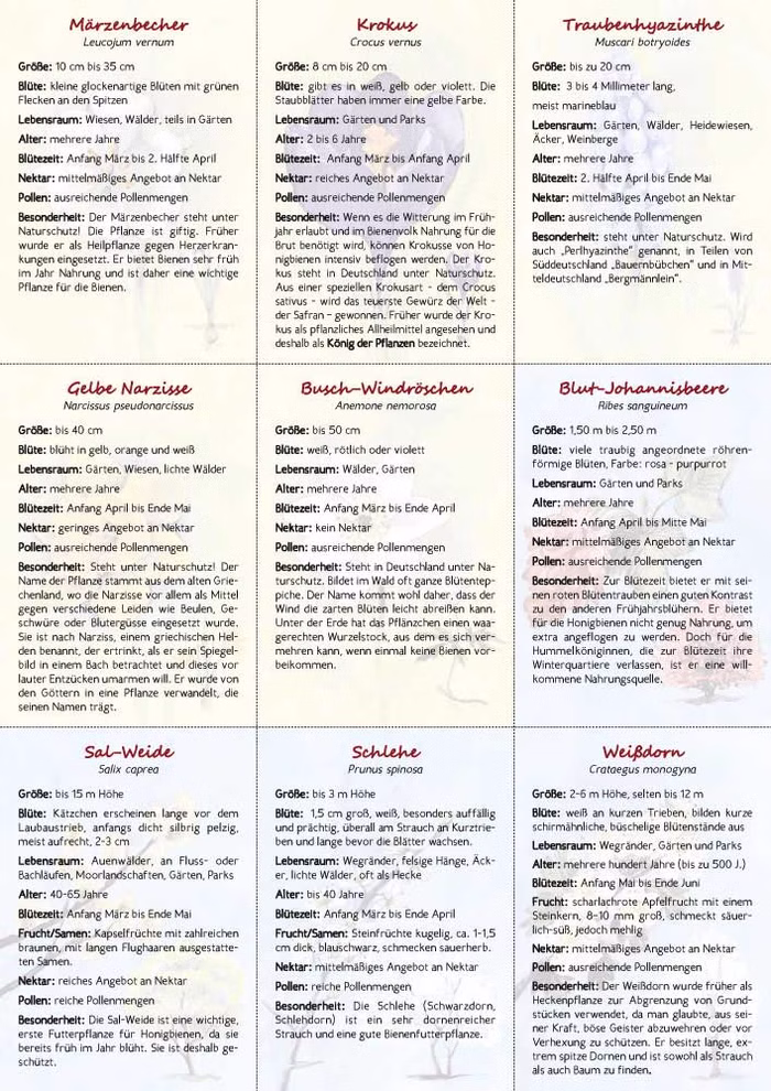 Waldow Verlag Jahresabo Vorhang Auf - Die Waldorf-Kinderzeitschrift 4 Ausgaben inkl. Porto_3224 International Eine Karte mit neun Abschnitten beschreibt Pflanzen wie Märzbecher und Krokus in deutscher Sprache. Erschienen im "Jahresabo Vorhang Auf - Die Waldorf-Kinderzeitschrift" (4 Ausgaben inkl. Porto) des Waldow Verlags. International