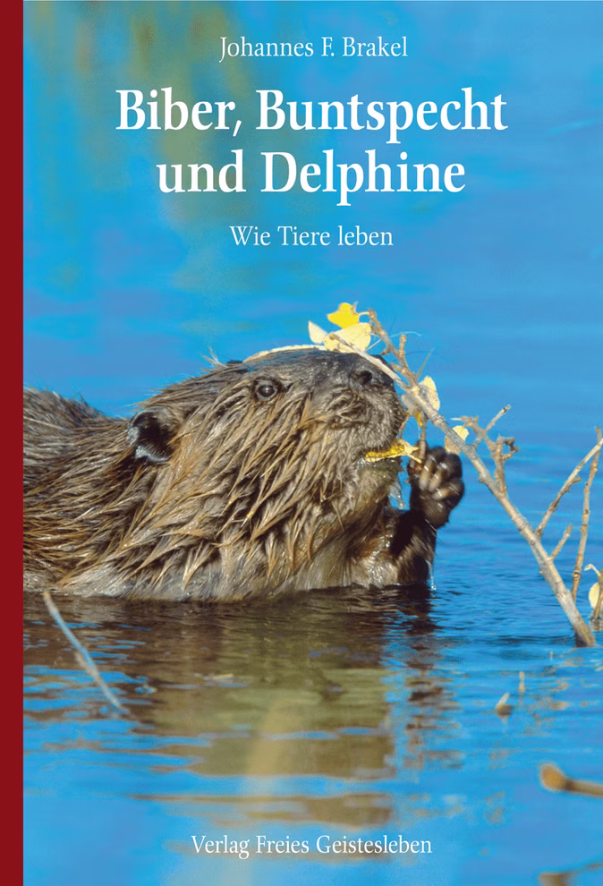 Biber, Buntspecht und Delphine Biber, Buntspecht und Delphine