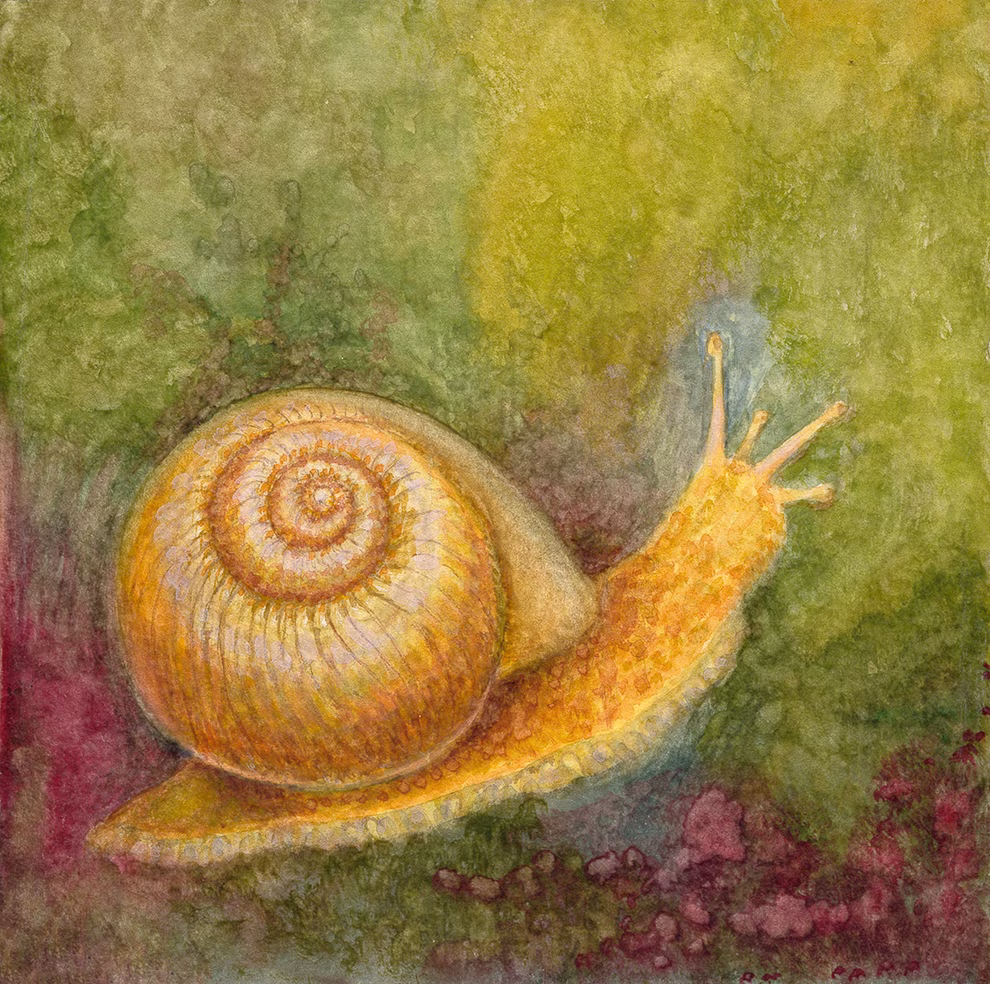 Urachhaus Im Wald Leporello_33656 Der Im Wald Leporello von Urachhaus zeigt ein detailliertes Aquarell einer gelben und braunen Schnecke mit spiralförmigem Gehäuse die auf einem strukturierten grünen und rötlichen Hintergrund krabbelt.
