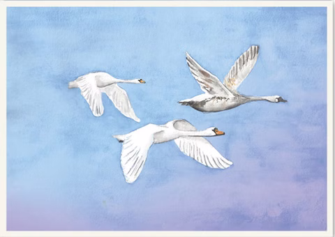 Carte postale Cygnes volants, DIN A5