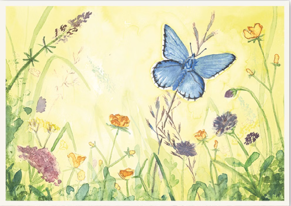 Postcard Butterfly on Meadow, DIN A5 Postcard Butterfly on Meadow, DIN A5