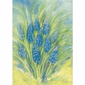 Postcard Grape Hyacinth