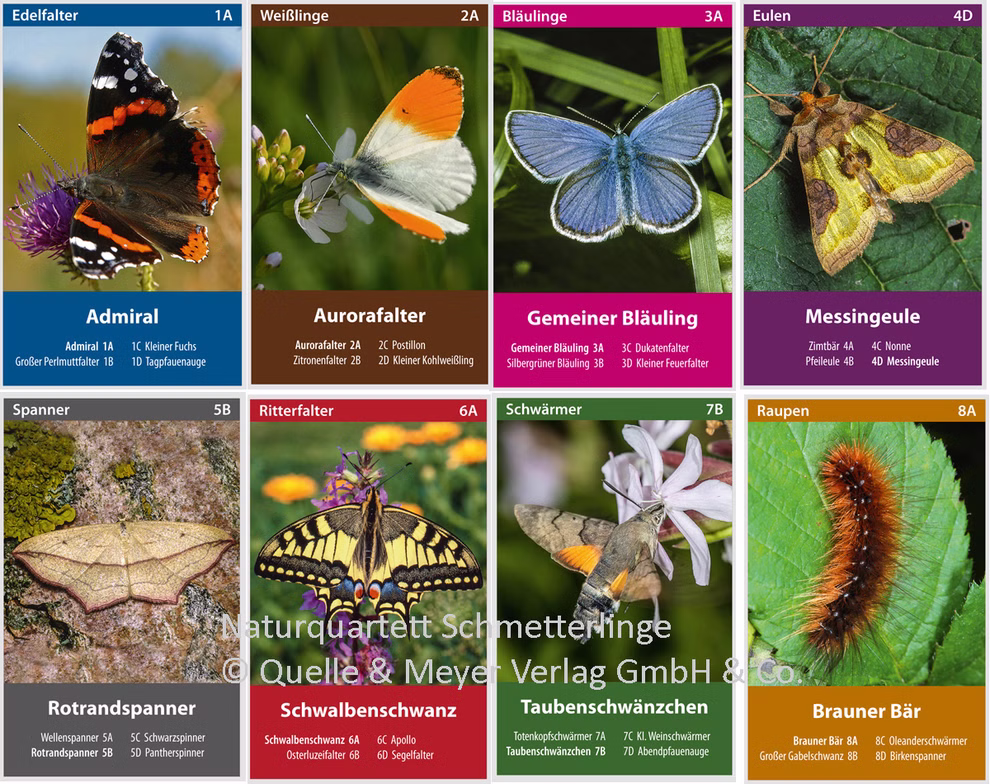 Quelle & Meyer Verlag Naturquartett Schmetterlinge _19660 Das "Naturquartett Schmetterlinge" des Quelle & Meyer Verlags ist eine Collage von Schmetterlingen und Nachtfaltern wobei jede Art - Admiral Aurorafalter Gemeiner Bläuling Messingeule - in beschrifteten farbigen Kästen mit Fotos und Informationen dargestel
