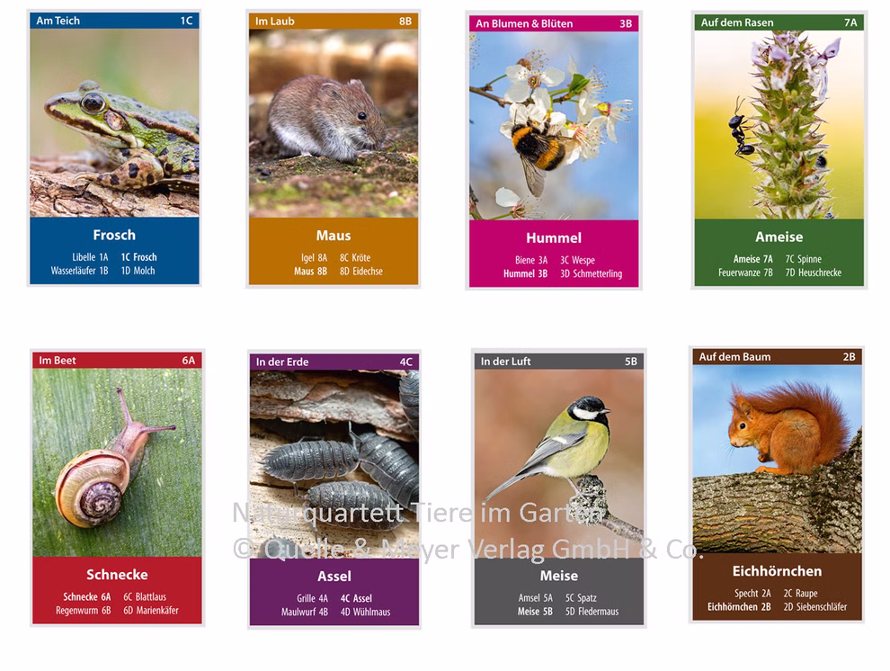 Quelle & Meyer Verlag Naturquartett Tiere im Garten _19662 Das Kartenset "Naturquartett Tiere im Garten" aus dem Quelle & Meyer Verlag zeigt auf acht Bildkarten Tiere wie Frosch Maus Hummel Ameise Schnecke Kellerassel Kohlmeise und Eichhörnchen im Garten.