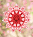 Die Leuchtende Fenstersterne Frédérique Guéret von Freies Geistesleben zeichnet sich durch ein geometrisches rot-weißes Sternenmuster mit mehreren Punkten aus das sich vor einem sanft verschwommenen rosa-beigen Hintergrund abhebt.