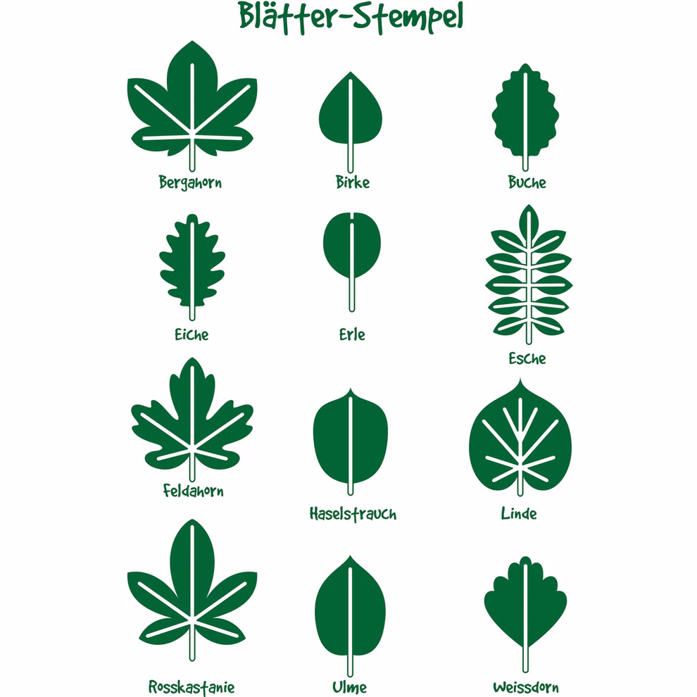 SUNNYSUE Stempel Blätter 12 Stück_797 Das SUNNYSUE Stempel Blätter 12 Stück Set besteht aus zwölf grünen Blattstempeln die in deutscher Sprache beschriftet sind darunter Bergahorn Birke Buche Eiche und mehr. Der Titel auf dem Produkt lautet "Blätter-Stempel.