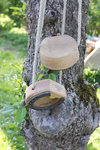 Jamso Design Shaddy Hufe _26708 Zwei Shaddy Hufe Holzobjekte von Jamso Design die mit einem dicken Seil verbunden sind hängen an einem Baumstamm. Eines davon zeigt ein Hufeisen. Der grasbewachsene sonnenbeschienene Hintergrund erinnert an einen Garten im Freien.