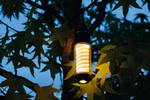moses. Verlag Expedition Natur Outdoor Allroundlicht _29958 Das moses. Verlag Expedition Natur Outdoor Allroundlicht leuchtet warm zwischen grünen Baumblättern vor einem dunkelblauen Himmel.