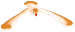 Magical hovering bird