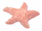 Breeding sparkling crystal animals