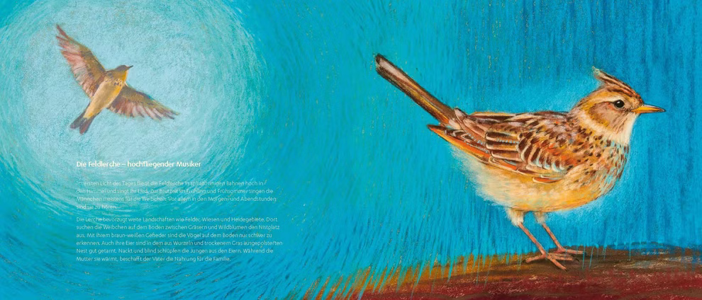 Oberste Brink Von den Wiesentieren Loes Botman_30356 Ein lebhaftes Bild aus "Von den Wiesentieren Loes Botman" von Oberste Brink zeigt zwei Lerchen - eine sitzende unten rechts und eine fliegende oben links - vor einem blauen Hintergrund mit deutschem Text auf der linken Seite.