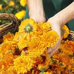 Baume magique au calendula