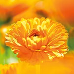 Arnica massage oil